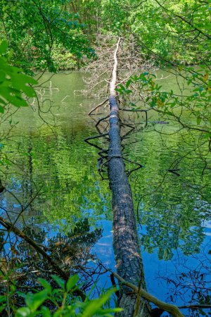Téléchargez les photos : Un grand arbre nu est tombé à travers la rivière du rivage au rivage avec la moitié du tronc étant submergé dans l'eau par une journée ensoleillée - en image libre de droit