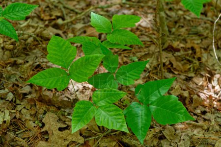 Leuchtend grüne Blätter von drei neu aufgetauchten Gift-Efeu wachsen zusammen auf dem Waldboden in fleckigem Sonnenlicht, umgeben von abgefallenen Blättern im Frühling