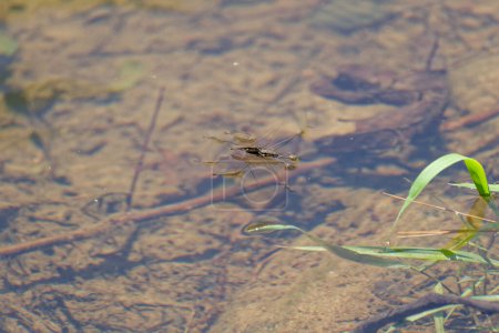 Photo for A pair of water striders together swimming on the surface of the water in the creek one holding onto the back of the other closeup view on a sunny day in springtime - Royalty Free Image