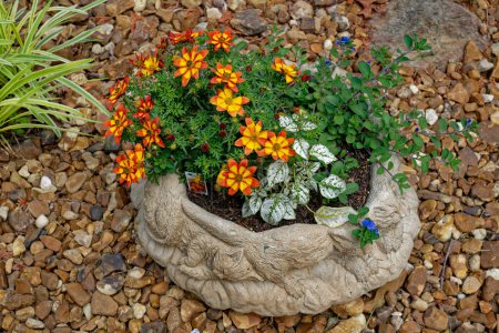 Téléchargez les photos : Trois différents types de plantes annuelles à fleurs plantées ensemble dans un récipient de ciment décoratif avec des fleurs colorées mixtes vue rapprochée - en image libre de droit
