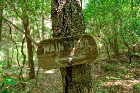 Wooden rustic main trail signage with an arrow bolted and nailed to a tree in the shade in a forest closeup view