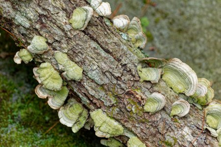 Téléchargez les photos : Plusieurs champignons colorés de la queue de dinde poussant sur une branche morte posée sur le sol dans une forêt à l'ombre en été une vue d'angle gros plan - en image libre de droit