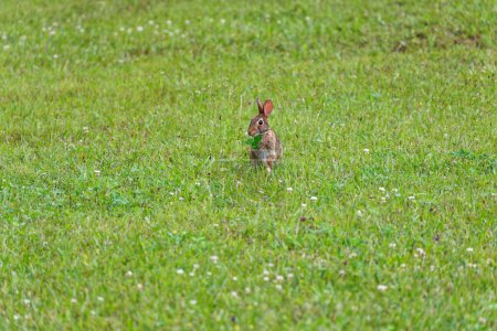 Photo for Adult eastern cottontail rabbit grazing in the grass sitting upright eating large clover leaves on a sunny day in summertime - Royalty Free Image
