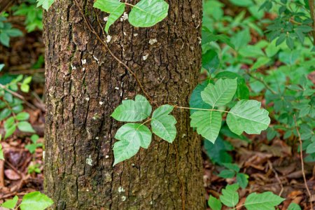 Foto de Una vid de hiedra venenosa de nuevo crecimiento adherida a la corteza que crece en un árbol en el bosque en verano vista de cerca - Imagen libre de derechos