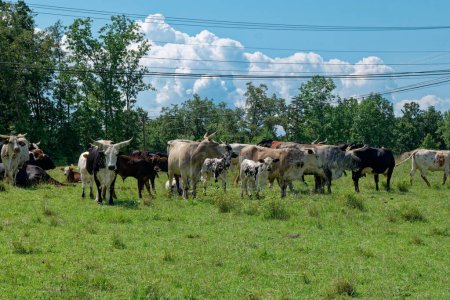 Téléchargez les photos : Quelques très grandes vaches aux cornes mélangées avec d'autres vaches et veaux se rapprochent en groupe debout dans un pâturage herbeux vue rapprochée par une journée ensoleillée en été - en image libre de droit
