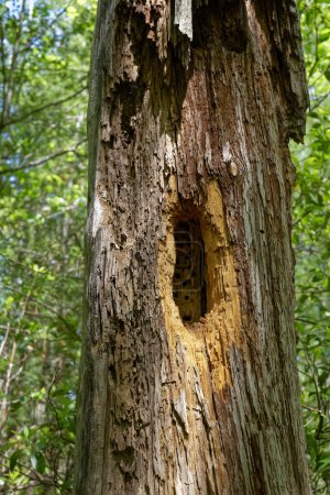 Téléchargez les photos : Une grande cavité dans un arbre pourri faite par un pic capable de voir à l'intérieur d'un gros plan vue partielle de l'arbre au printemps - en image libre de droit