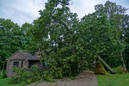 Solid full grown red oak tree fallen on a house during a storm that produced high winds with branches scattered everywhere on a rainy day in summertime