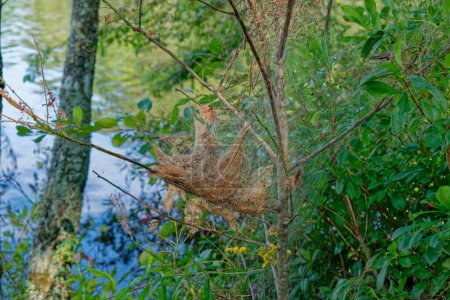 Foto de Pequeño árbol muerto junto a la orilla del lago con gusanos entre las ramas vista de cerca en verano - Imagen libre de derechos