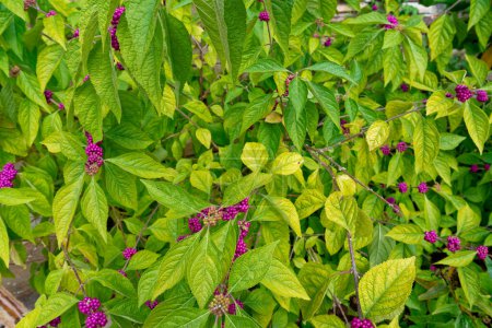 Téléchargez les photos : Un feuillage vert vif coloré avec des grappes de baies pourpres irrdescentes sur les branches d'un arbuste de beautyberry américain en septembre - en image libre de droit