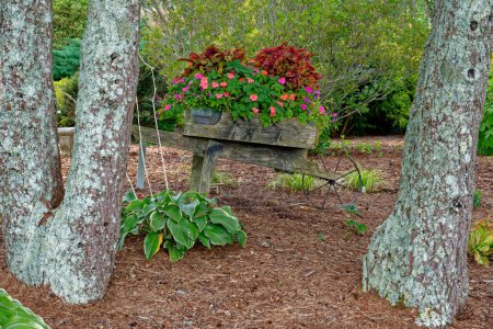 Téléchargez les photos : Vieille brouette rustique en bois remplie d'impatiences et de plantes feuillues colorées par les hôtes et entourée d'arbres et d'autres végétaux dans un jardin extérieur au début de l'automne - en image libre de droit