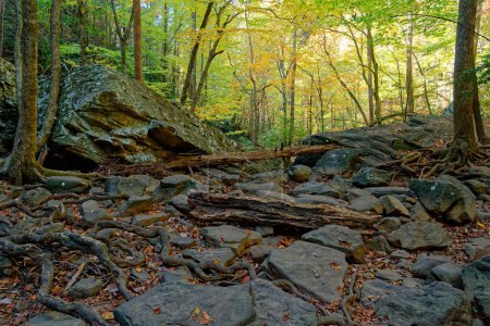 Téléchargez les photos : Un ruisseau sec avec le fond plein de feuilles tombées et des grumes entourées de roches et de rochers lors d'une sécheresse au Tennessee avec le changement de couleurs en arrière-plan dans la forêt en automne - en image libre de droit