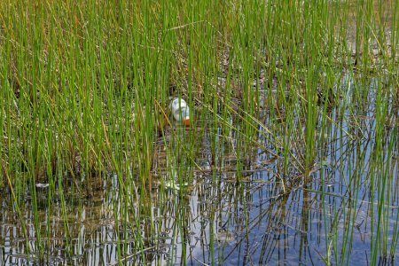 Téléchargez les photos : Une bouteille d'eau en plastique flottant dans les hautes herbes de la zone côtière dans le lac rejeté polluant l'environnement - en image libre de droit