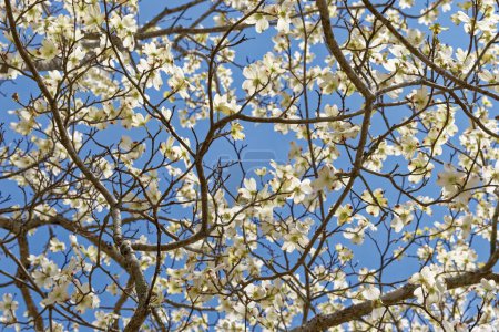 Téléchargez les photos : Levant les yeux à travers le cornouiller en pleine floraison avec des fleurs blanches au ciel bleu clair par une journée ensoleillée au début du printemps - en image libre de droit