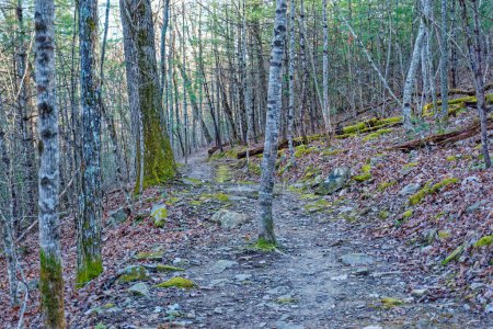 Téléchargez les photos : Un petit arbre poussant au milieu d'un sentier rocheux dans les montagnes dans une forêt le sentier contournant les deux côtés de l'arbre à la fin de l'hiver - en image libre de droit