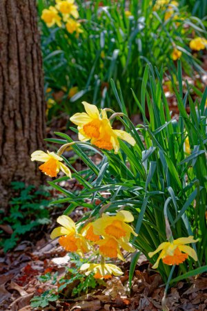 Téléchargez les photos : Lumière du soleil mettant en évidence les fleurs tombantes de jonquille avec une vue verticale rapprochée du feuillage dans les bois par une journée ensoleillée au début du printemps - en image libre de droit