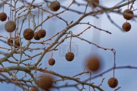 Foto de Vainas de semillas que cuelgan de las ramas de un árbol de sicómoro vista de cerca de las bolas de espiga en invierno - Imagen libre de derechos