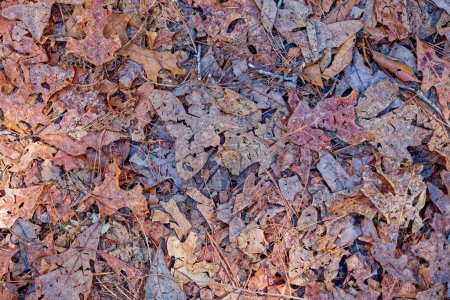 Photo for Bright and colorful fallen leaves crushed on the footpath in the forest on a sunny day in wintertime closeup view for backgrounds textures wallpaper copy space and flatlays - Royalty Free Image