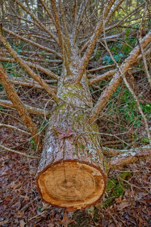 Un très grand pin nu coupé à la verticale sur un tas de feuilles tombées sur le sol avec les branches qui sortent et avec l'écorce encore intacte vue rapprochée le long d'un sentier dans la forêt