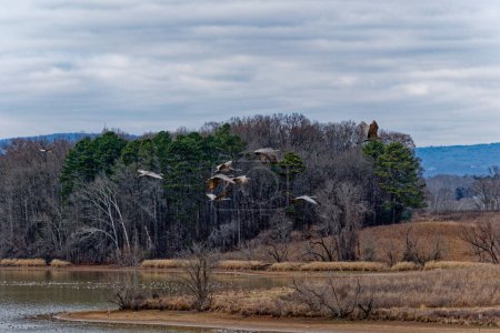 A flock of sandhill cranes flying low over the lake at the Hiwassee wildlife refuge where the birds migrate in the wintertime in Tennessee