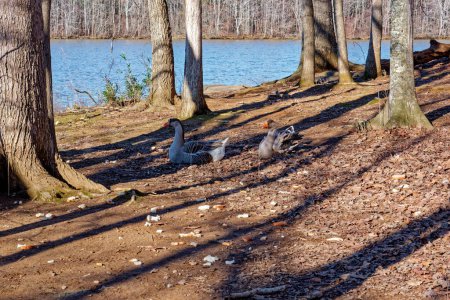 Téléchargez les photos : Une paire d'oies européennes domestiques reposant dans une zone boisée le long du rivage du lac entouré de pain qui a été jeté là-bas pour eux dans un parc par une journée ensoleillée à la fin de l'hiver - en image libre de droit
