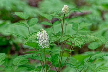 Photo for Actaea asiatica know as a Asian baneberry closeup view with white frilly flowers and foliage growing wild in a forest in the shade at springtime - Royalty Free Image