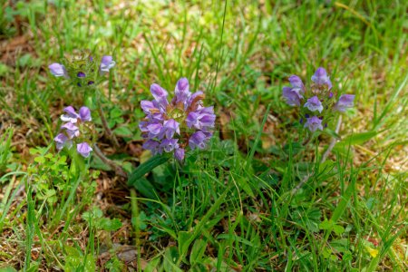 Prunella vulgaris comúnmente conocida como planta autocurativa o curativa que crece en todas partes una vista de cerca de las flores púrpuras en un césped en primavera