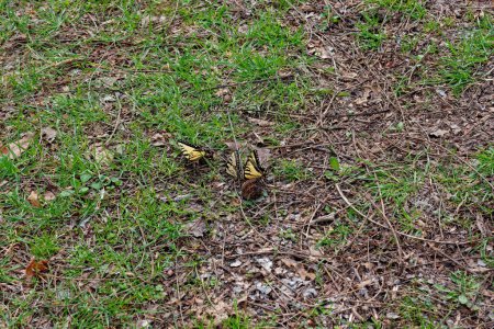 A gathering of three yellow swallowtail butterflies on the ground feeding on something in the grass and fallen leaves in early springtime