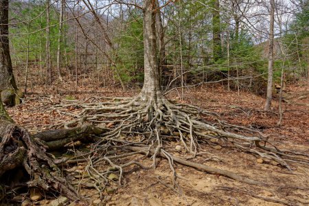 A large tree along the shoreline of the lake with the whole base roots exposed from erosion alive and still growing closeup view in springtime