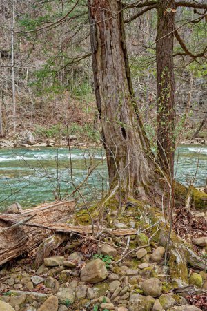 Photo for Partial view of a dying tree decaying with exposed roots on the rocks on the shoreline alongside the fast flowing river in early springtime - Royalty Free Image