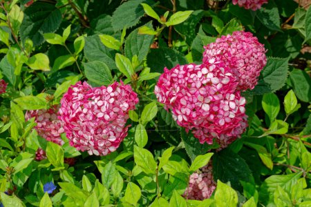 Vue rapprochée d'un buisson d'hortensia avec plusieurs fleurs roses ou magenta en pleine floraison groupées entourées d'un feuillage vert dense par une journée ensoleillée en été