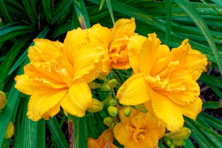 Dark yellow to orange color doubled ruffled petals fully opened daylilies with some buds in the middle surrounded by long green foliage closeup view on a sunny day in summertime