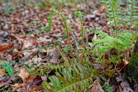 Curled up green fiddleheads that are ferns emerging from the ground through the fallen leaves in the forest in early springtime closeup view