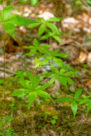 Medeola virginiana plante connue sous le nom de concombre indien dans la famille des lis grands avec des stades de feuillage autour de la tige vers le haut avec une petite fleur sur le dessus puis dans les baies par une journée ensoleillée au printemps
