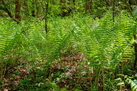 Thick dense ground coverage of tall and fully emerged bright green ferns in a forest on a sunny day in springtime