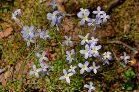 Regardant du haut vers le bas au sol à la lumière pourpre minuscules fleurs à quatre lobes sur les tiges poussant en grappes appelées bleuets ou dames quaker dans la forêt au printemps
