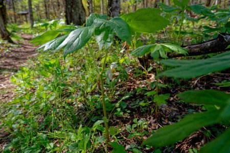 Fully grown mayapple plant alongside the trail in the forest with a opened single white flower and yellow center underneath the umbrella shape foliage of the plant closeup view in the shade in spring