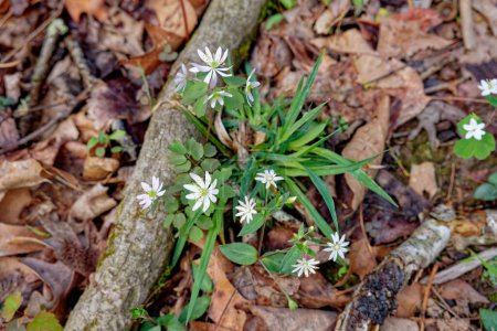 Looking down at a rue-anemone plant with tiny white flowers growing alongside a exposed tree root and between another similar white flowering plant and grass surrounded by leaves on the forest ground