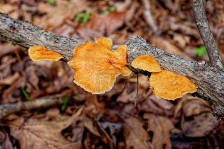 Mehrere leuchtend orangefarbene Pilze, die im Frühling an einem Ast über dem Boden aus abgefallenen Blättern in einem sonnigen Waldstück wachsen