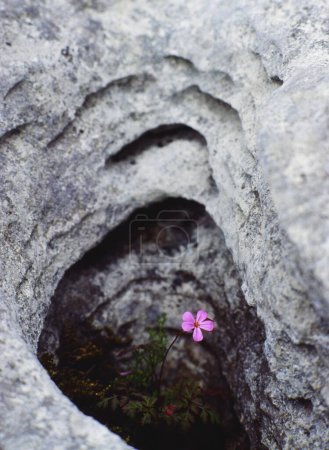 Téléchargez les photos : Une fleur sauvage rose pousse dans un enclave d'un rocher dans le Burren ; comté de Clare Irlande - en image libre de droit