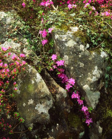 Téléchargez les photos : Azalea et Ivy On Rocks, Rowallane, Co Down, Irlande - en image libre de droit