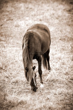 Photo for Horse (Equus ferus caballus) grazing on grass in a field on a drive route north from Surrey to Likely; British Columbia, Canada - Royalty Free Image