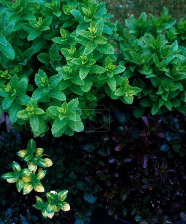 Foto de Un disparo vertical de las plantas de menta verde - Imagen libre de derechos