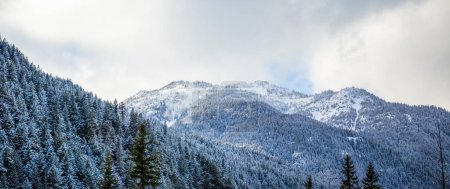 Foto de Bosque de coníferas nevadas en las Montañas Rocosas, conduciendo la carretera Hope-Princeton hacia Manning Park; Columbia Británica, Canadá - Imagen libre de derechos