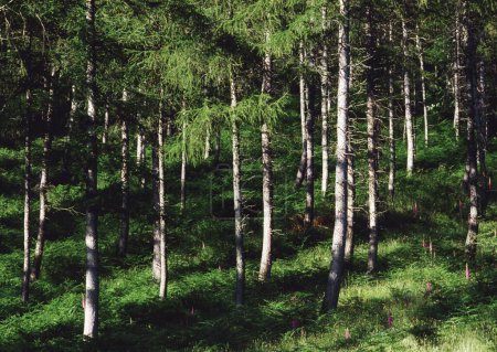 Téléchargez les photos : Beau paysage de la forêt, fond de la nature - en image libre de droit