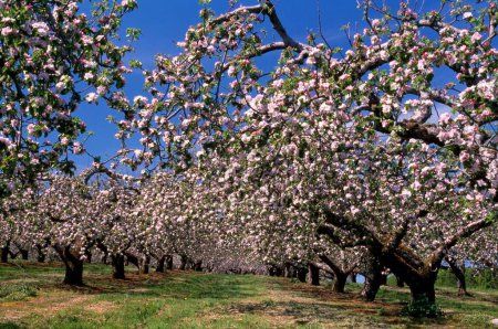 Co Armagh, Irlanda; árboles florecientes en un huerto de manzanas