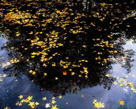 Téléchargez les photos : National Botanic Gardens, Dublin, Co Dublin, Irlande, Feuilles d'automne sur le lac Lily - en image libre de droit