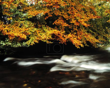 Photo for Fast Flowing Water And Fall Colours - Royalty Free Image