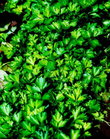 Foto de Hojas de cilantro en el jardín - Imagen libre de derechos