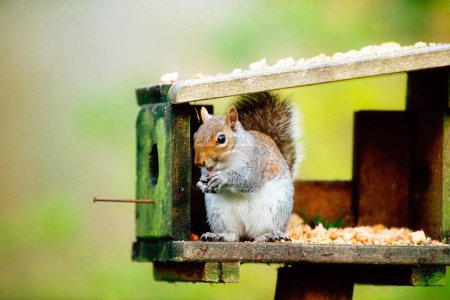 Téléchargez les photos : Écureuil assis dans la mangeoire en bois sur fond flou - en image libre de droit
