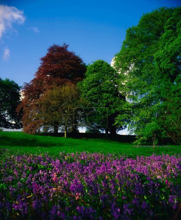 Foto de Wild Garden, Tullynally Castle, Co Westmeath, Irlanda - Imagen libre de derechos